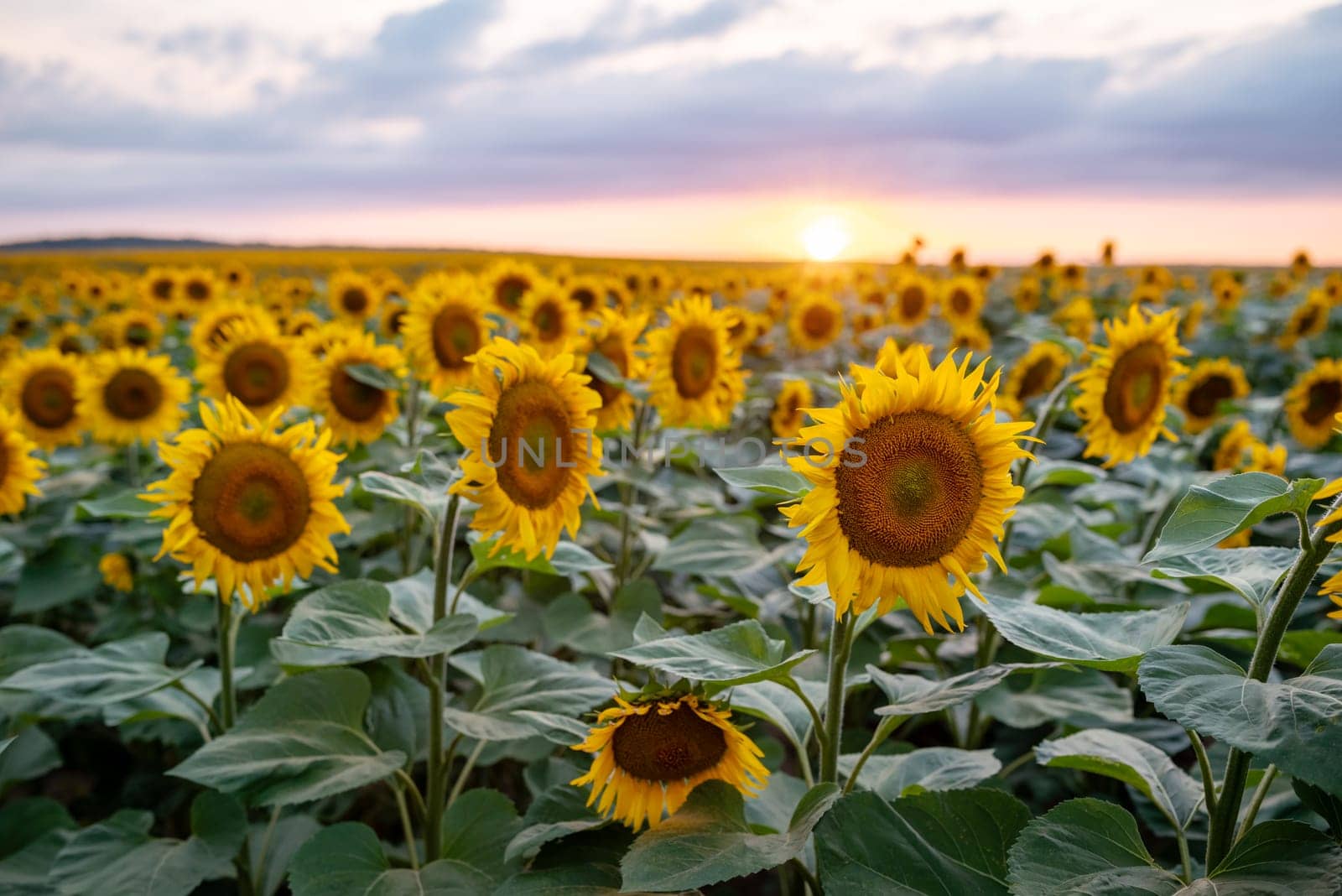 Colorful evening shot of bright sunflowers in full bloom with setting sun on the background