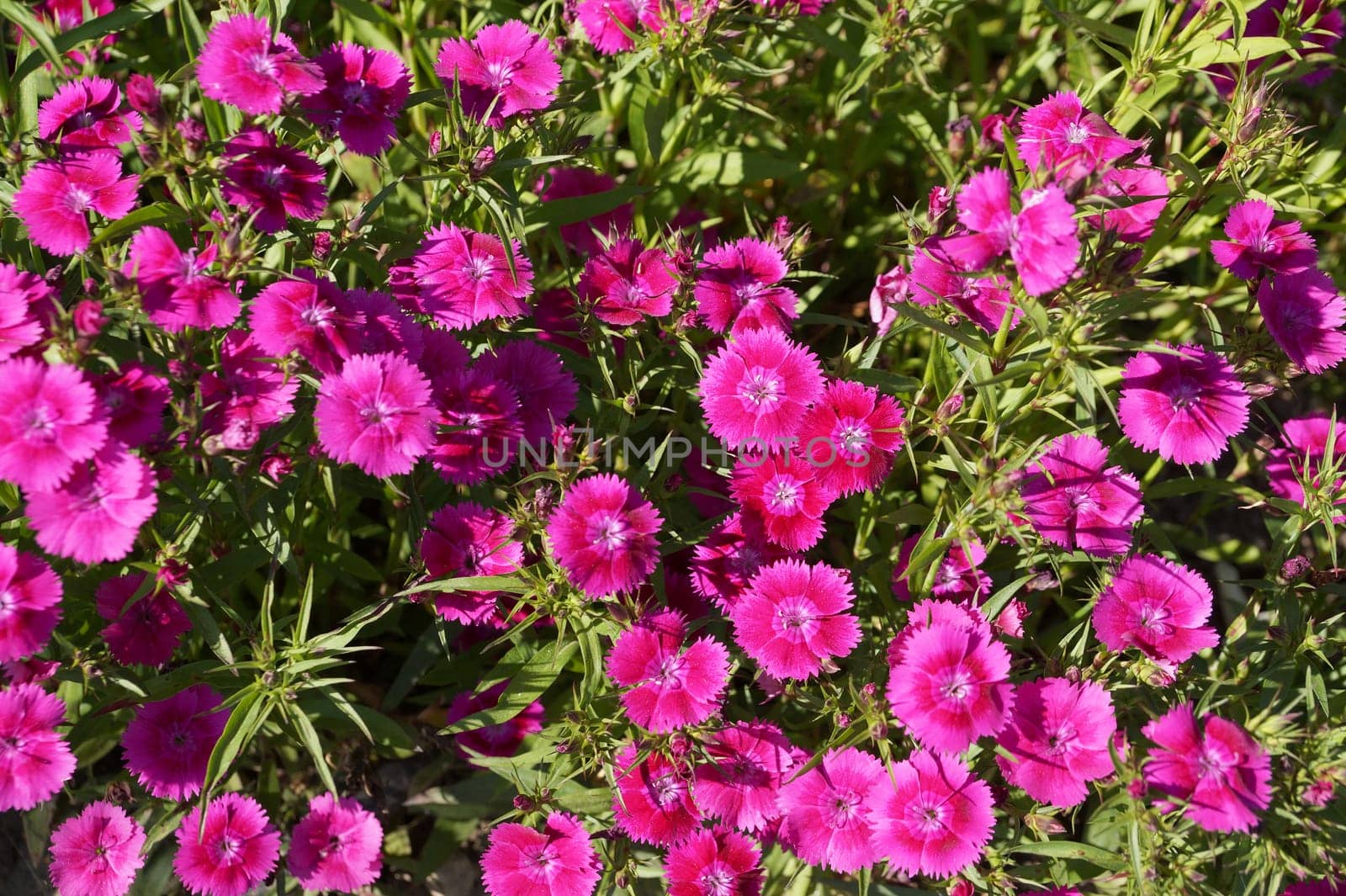 Bright pink alpine carnation in sunlight for floral background by Annado