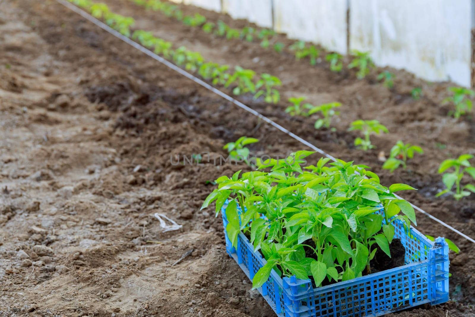Planting pepper seedlings requires careful preparation of soil. by Yaroslav