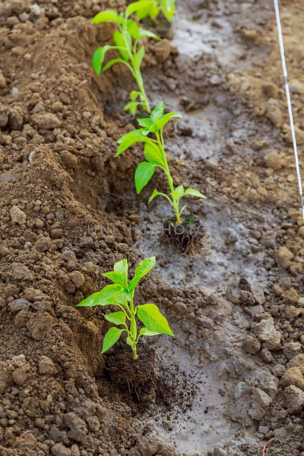 Watering is crucial when planting pepper seedlings to help establish strong roots.