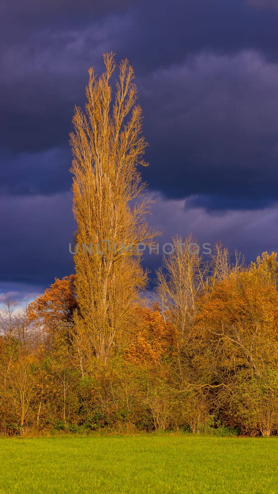 Picturesque clearing with trees in fall with sunshine and dramatic rain clouds by astrosoft