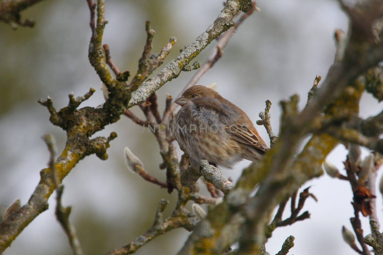 View of a Purple Finch (Haemorhous purpureus) in a Magnolia Tree During Winter, Ohio