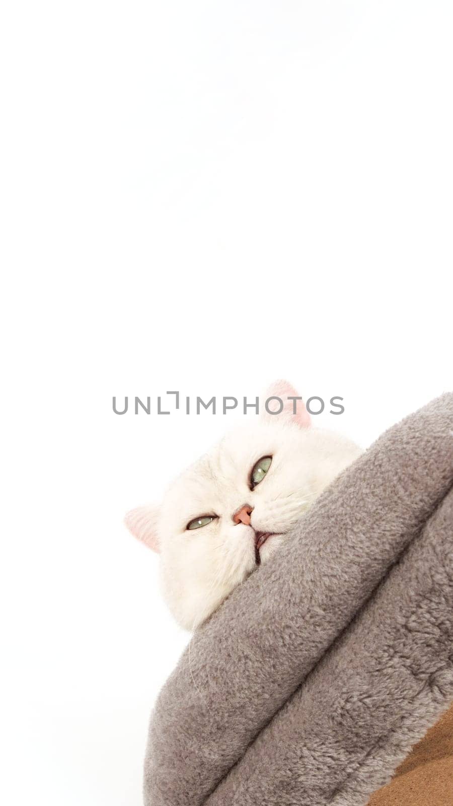 Fluffy white British shorthair cat is slepping on cat tree, view from above. Cute young white kitten on grey bed with copy space