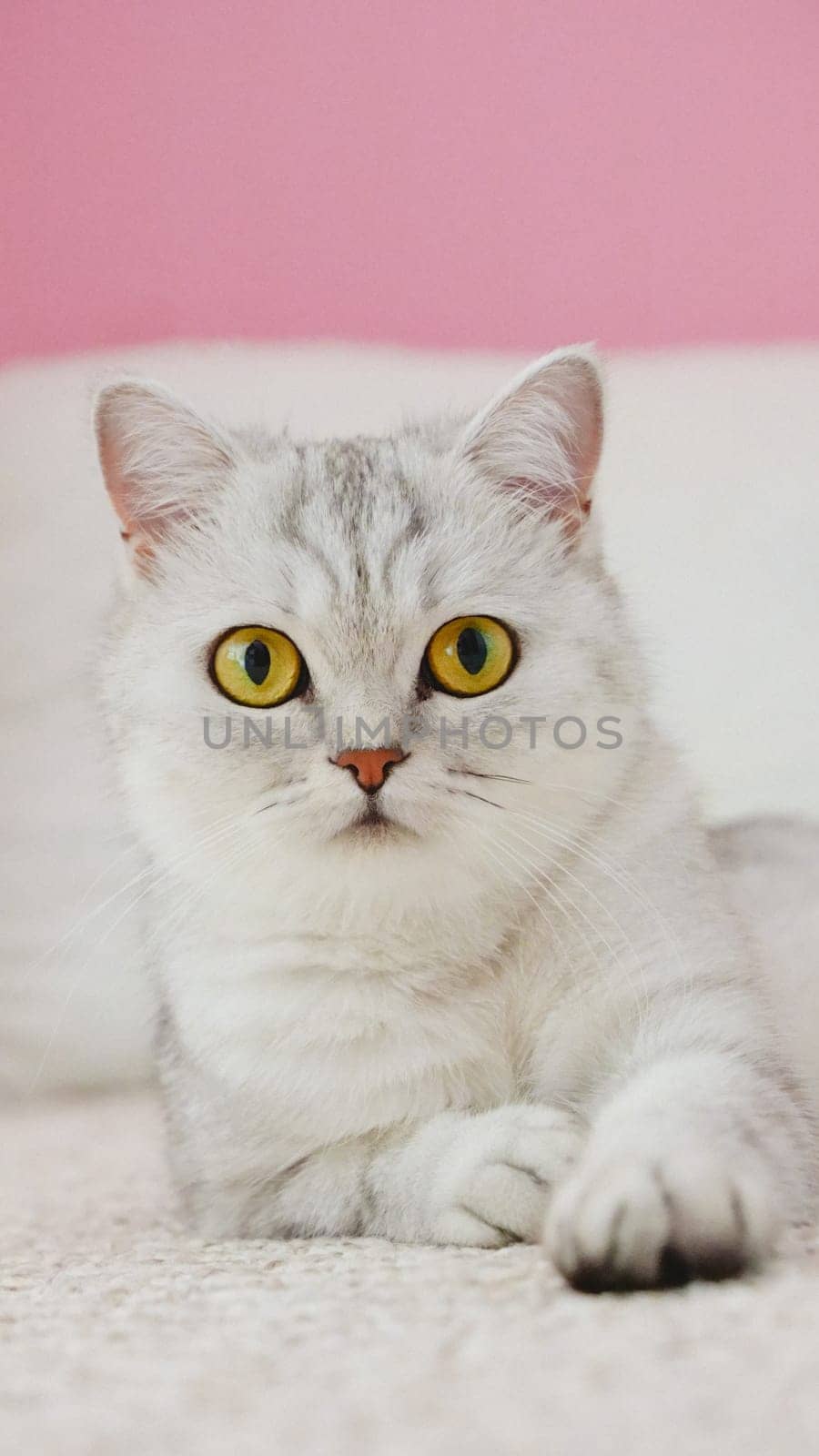 Fluffy kitty looking at camera on pink background, front view. Vertical. Cute young short hair white cat sitting in front of pink background with copy space. Stripped kitten with yellow eyes.