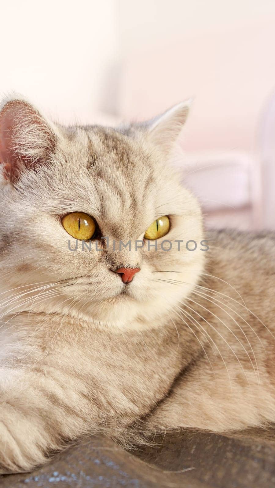 Fluffy kitty looking at camera on pink background, front view. Cute young short hair white cat sitting in front of pink background with copy space. Stripped kitten with yellow eyes.