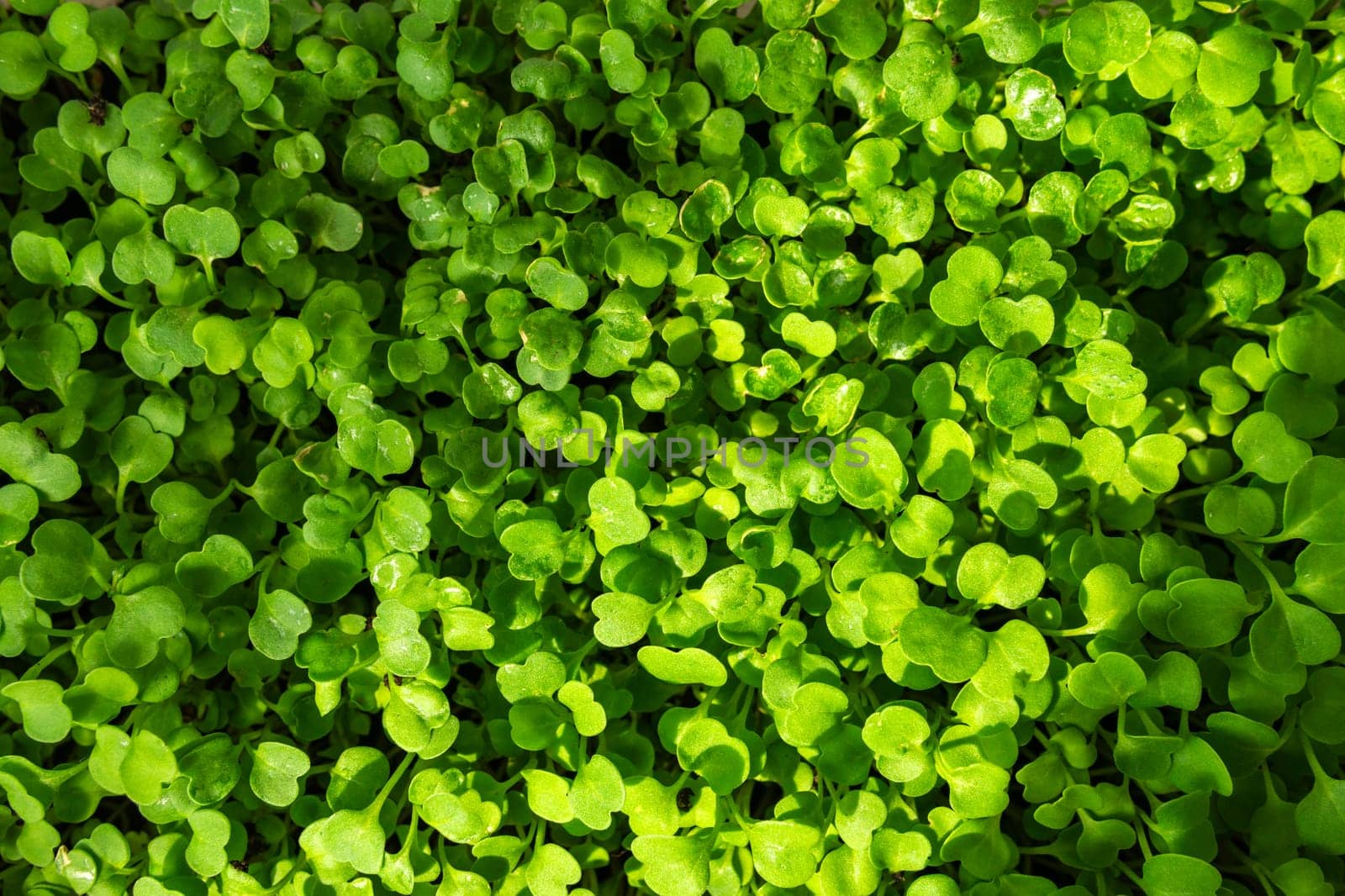 Verdant Serenity, An Exquisite of Micro Greenery Adorned Window Sill. Texture