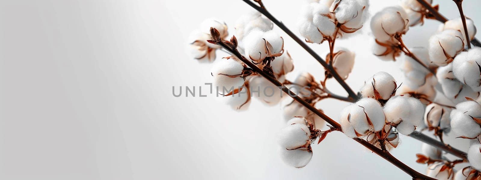 cotton flower branch. Selective focus. by yanadjana