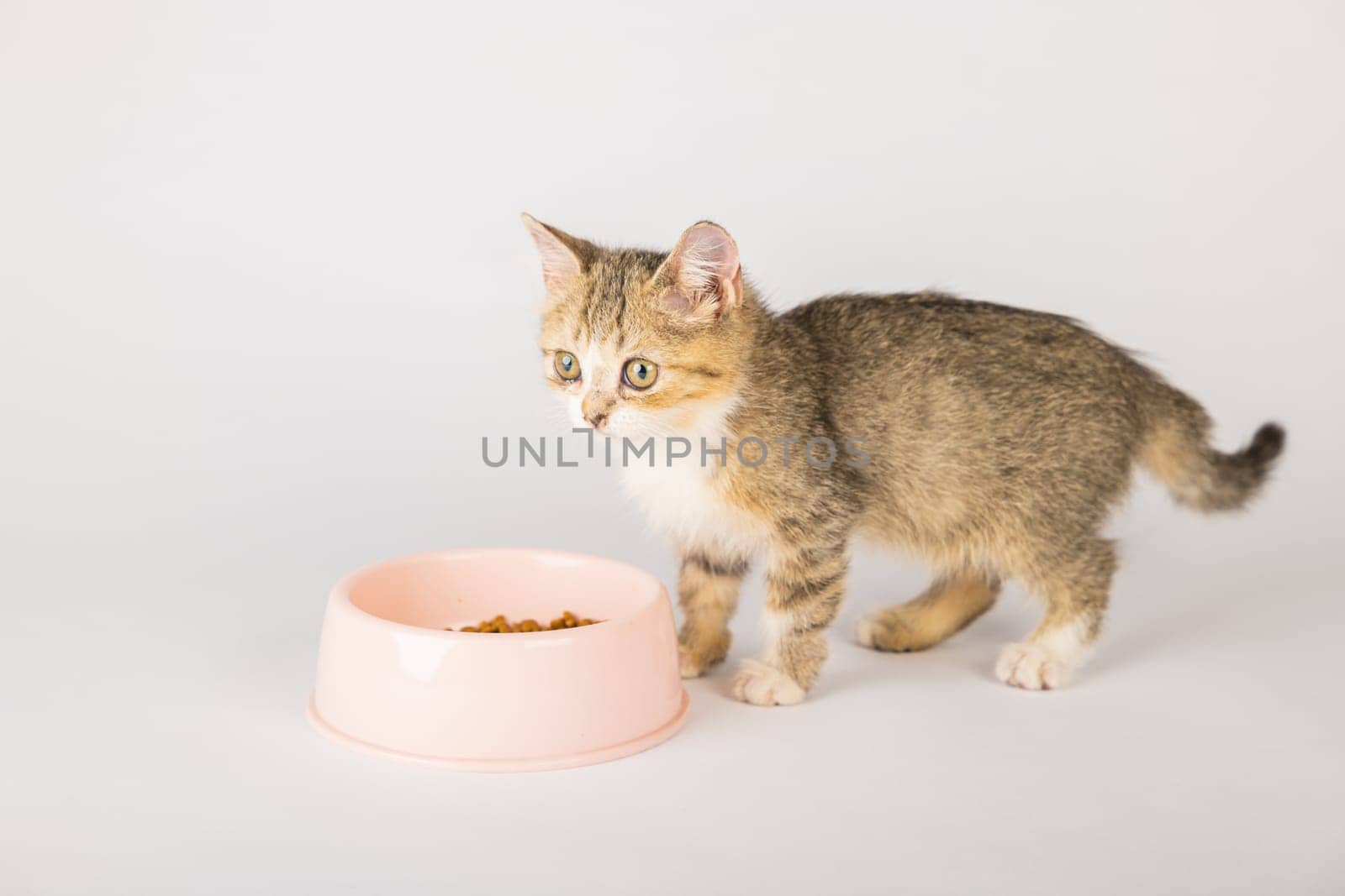 An isolated beautiful tabby cat is sitting next to a food bowl on the floor enjoying its meal. The cat's curious eye and small tongue make for a charming and heartwarming portrait.