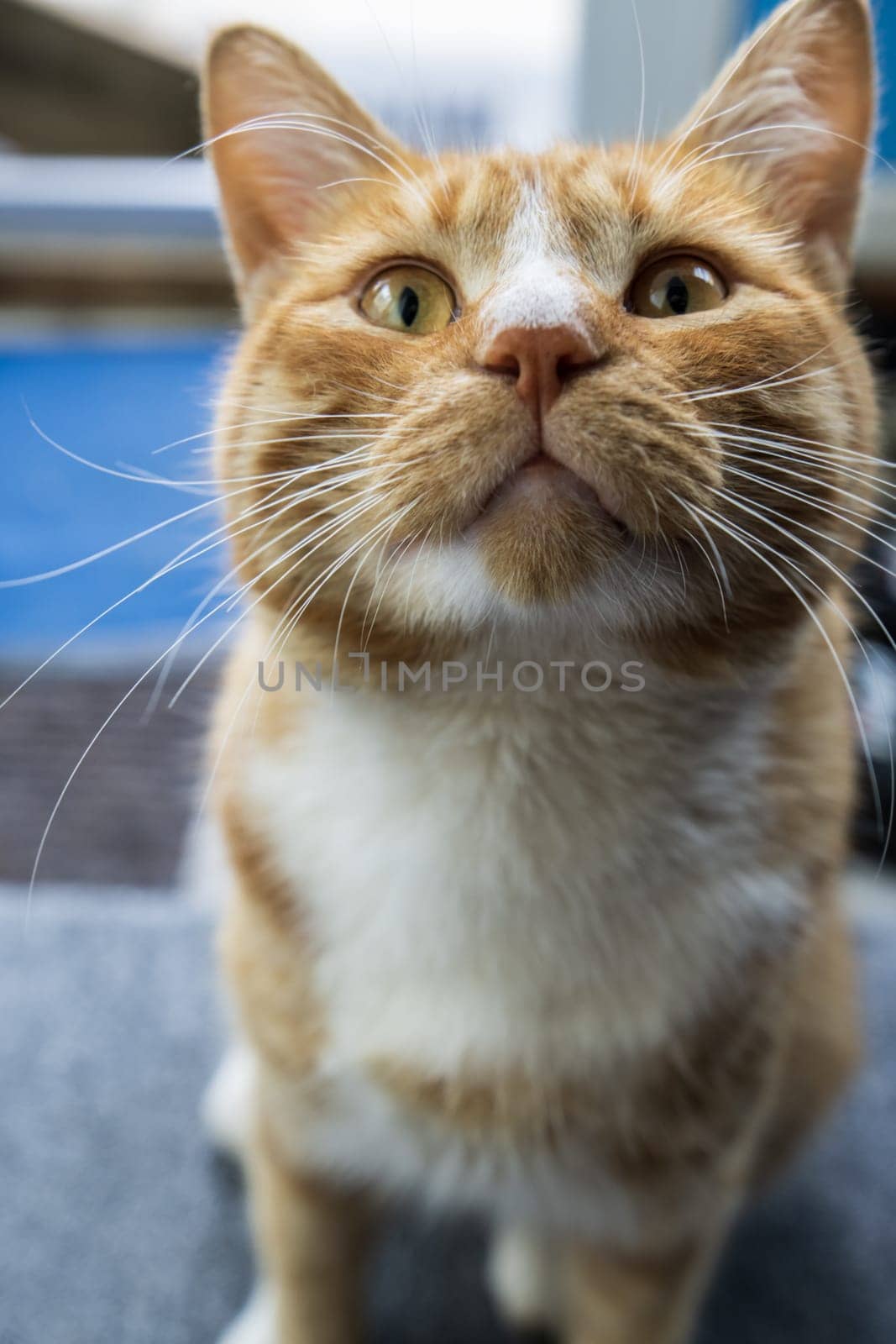 Portrait of a red cat with yellow eyes