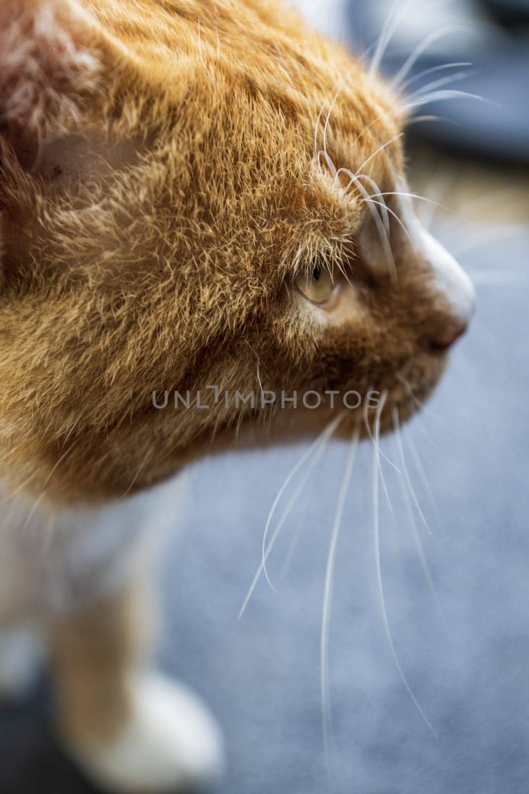 Portrait of a red cat with yellow eyes