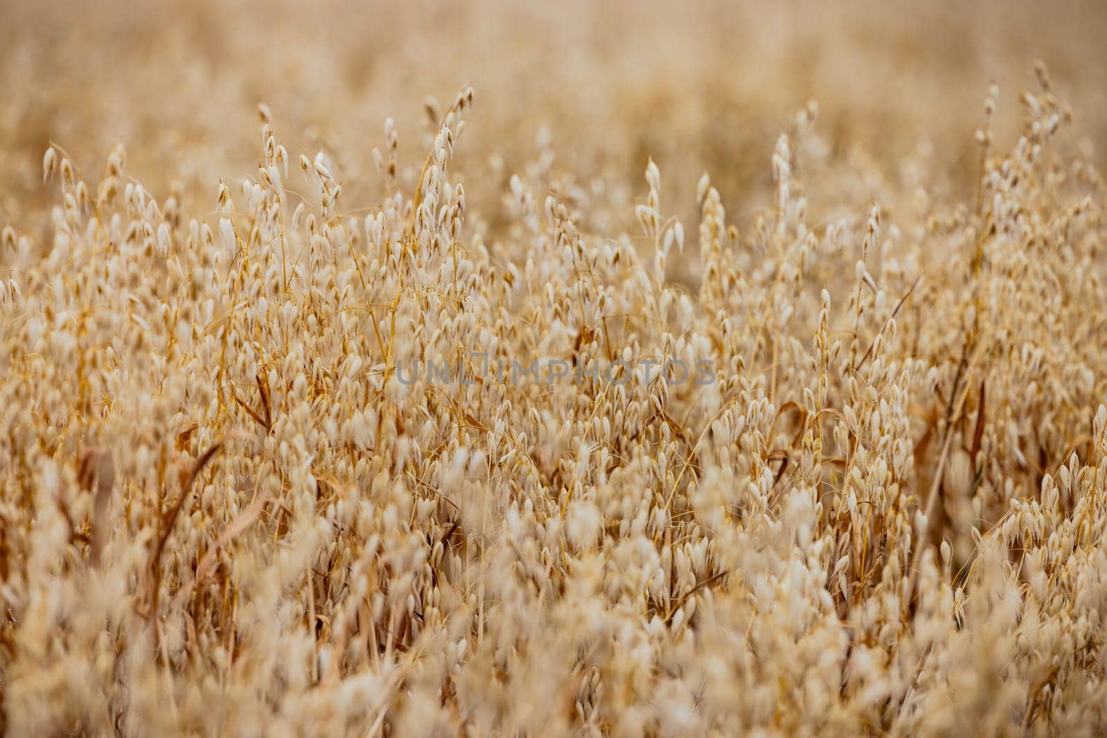 Withered oat plants with ripe panicles in an oat field exposed to the horizon