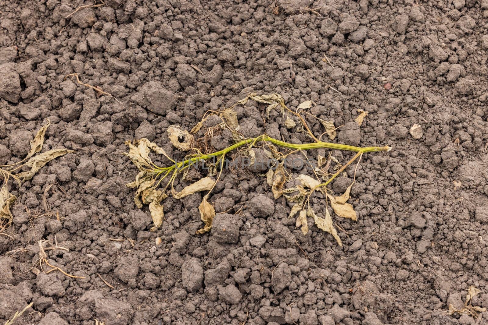 Withered plants and fields on a parched agricultural field due to drought, drought and water scarcity, climate change in Germany