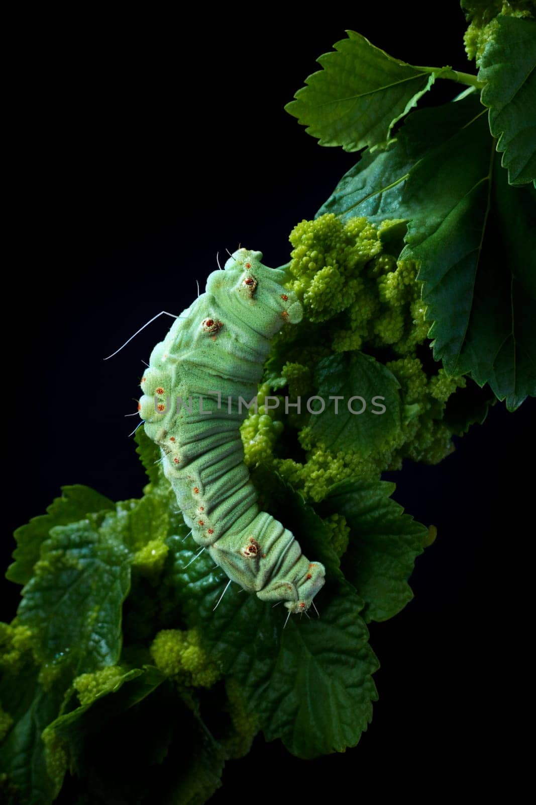 caterpillar on leaves in the garden. Selective focus. by yanadjana