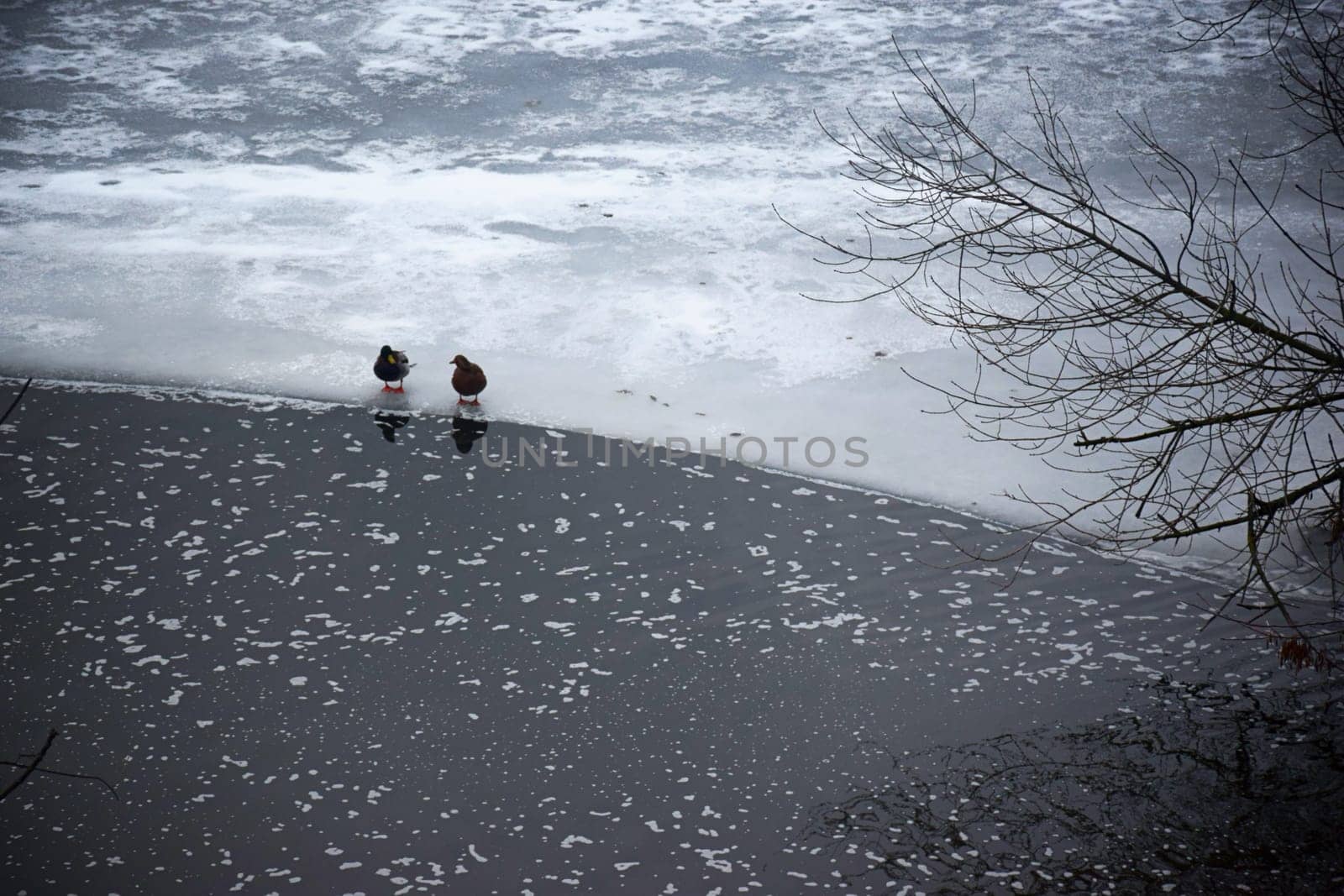 Duck sitting on ice at jokulsarlon glacier lagoon, iceland