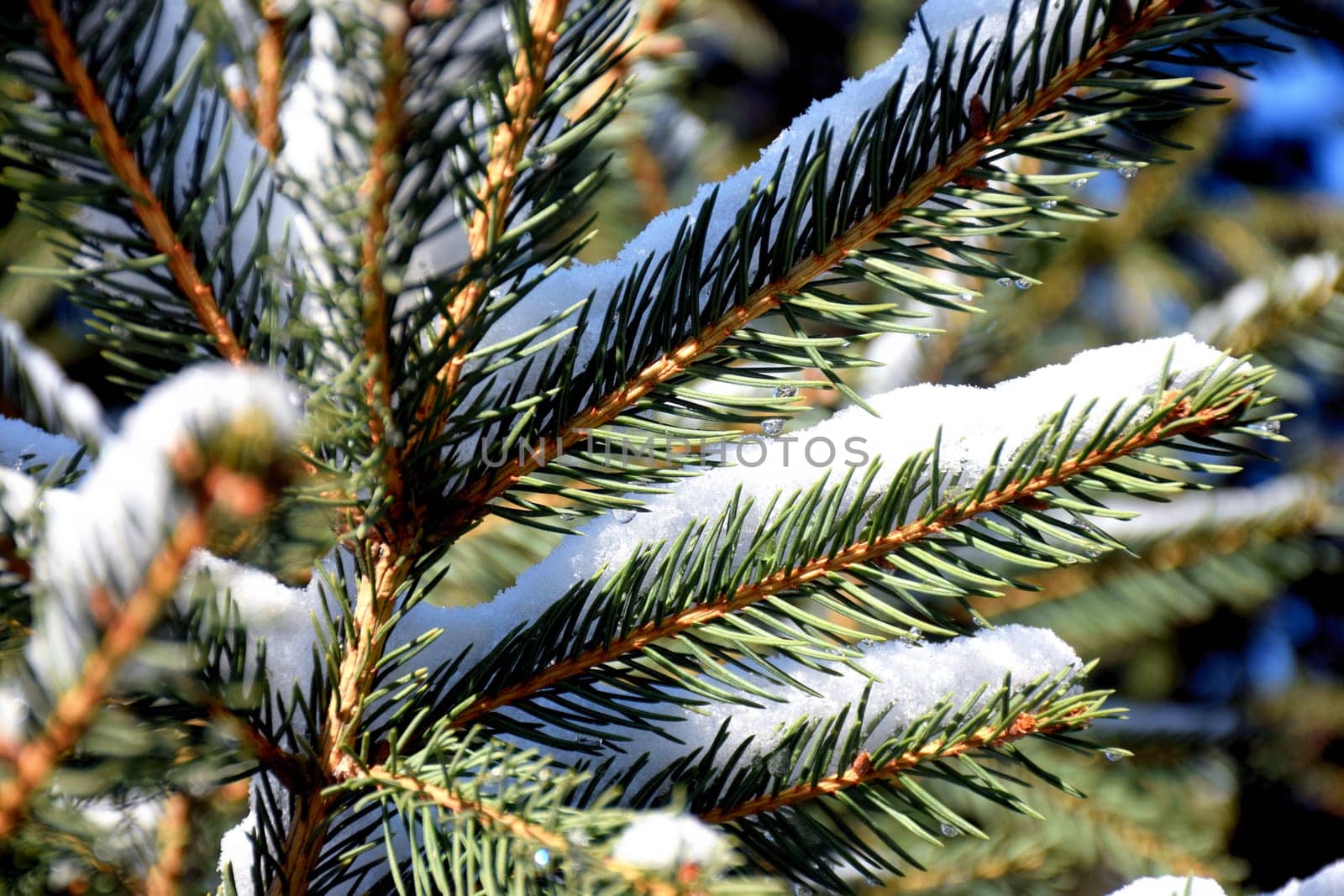 This Snow Covered Christmas Tree stands out brightly against the dark blue tones of this snow covered by IaroslavBrylov