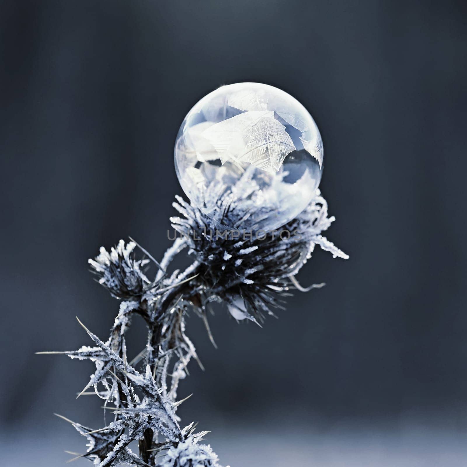 Beautiful ice bubble. Macro shot of winter nature. Frost - ice and frozen water at a low temperature.