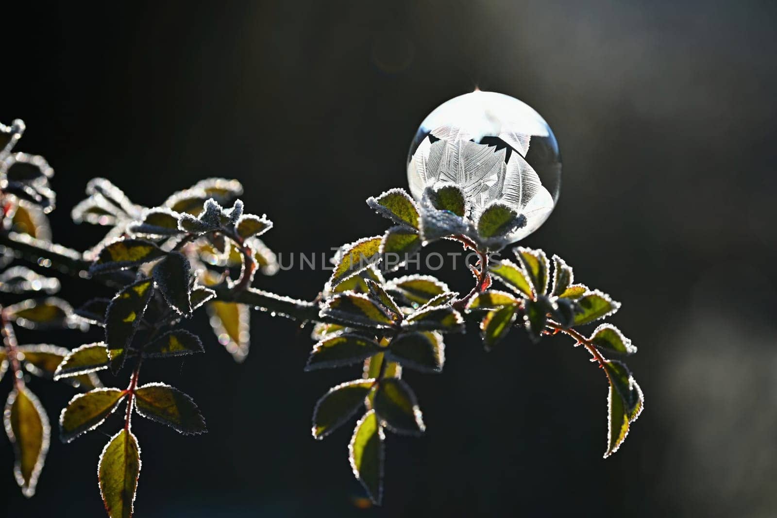 Beautiful ice bubble. Macro shot of winter nature. Frost - ice and frozen water at a low temperature. by Montypeter