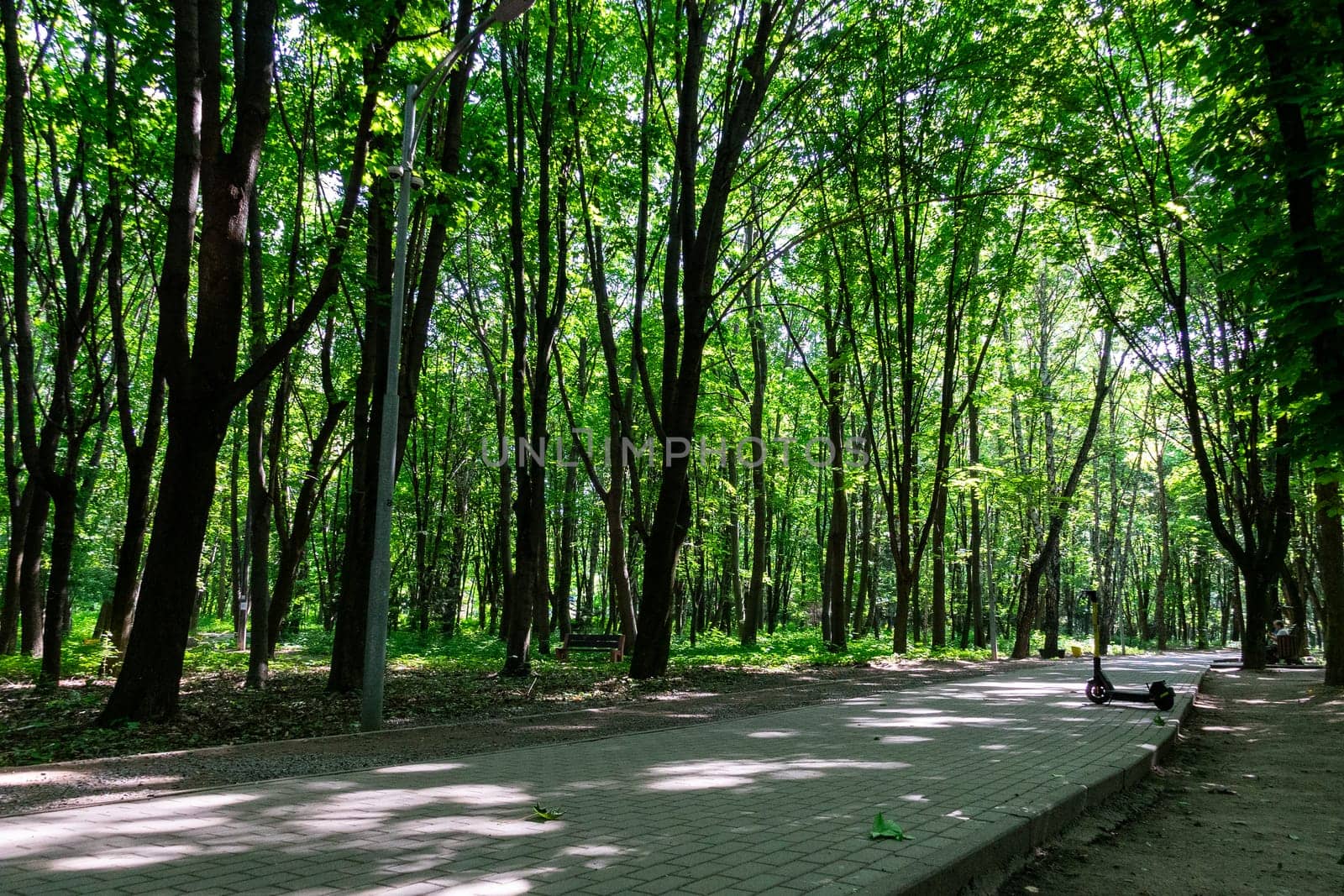 Alley in the spring park. The path in the park is made of concrete tiles.