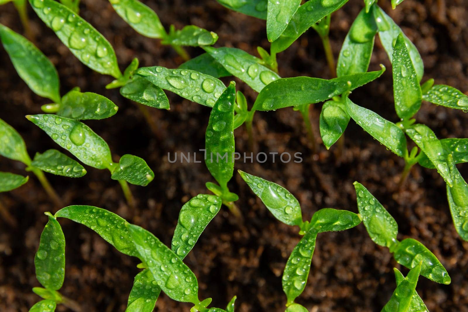Young pepper seedlings are watered in the greenhouse, growing and caring for pepper seedlings.