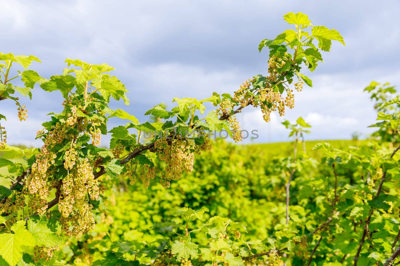 Flowering branch of currant bush close up, ripening berries on the field. Currant plantation.