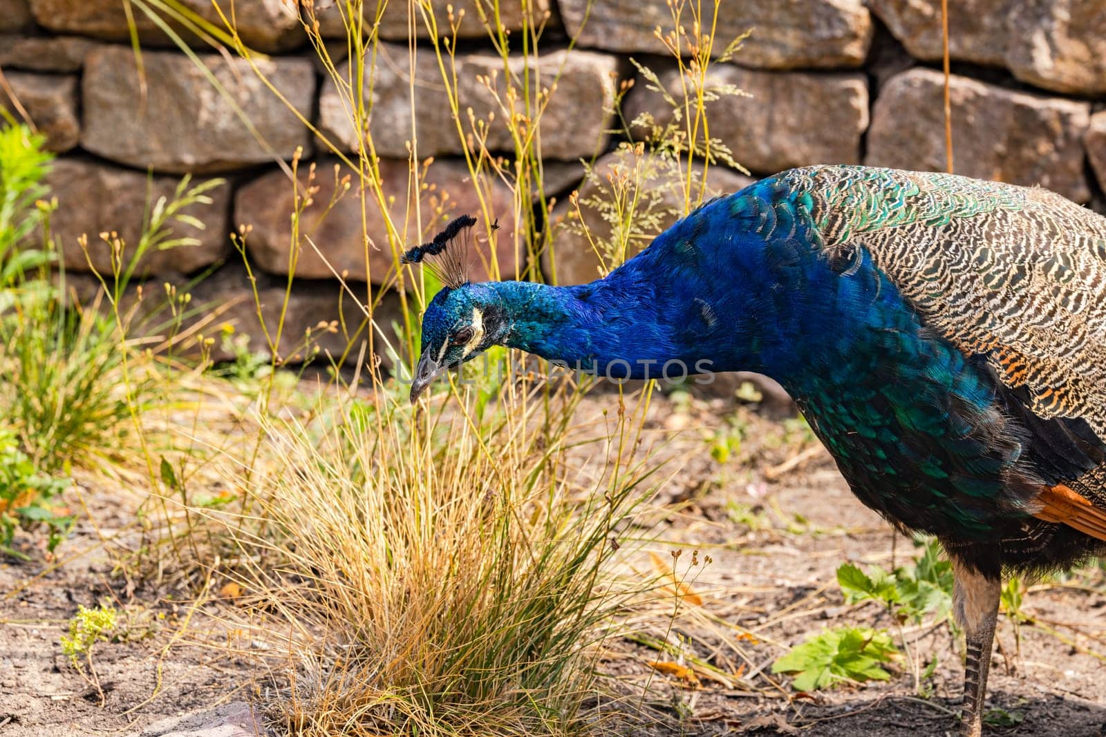 A bright blue peacock in a field looking for food in a field, Germany