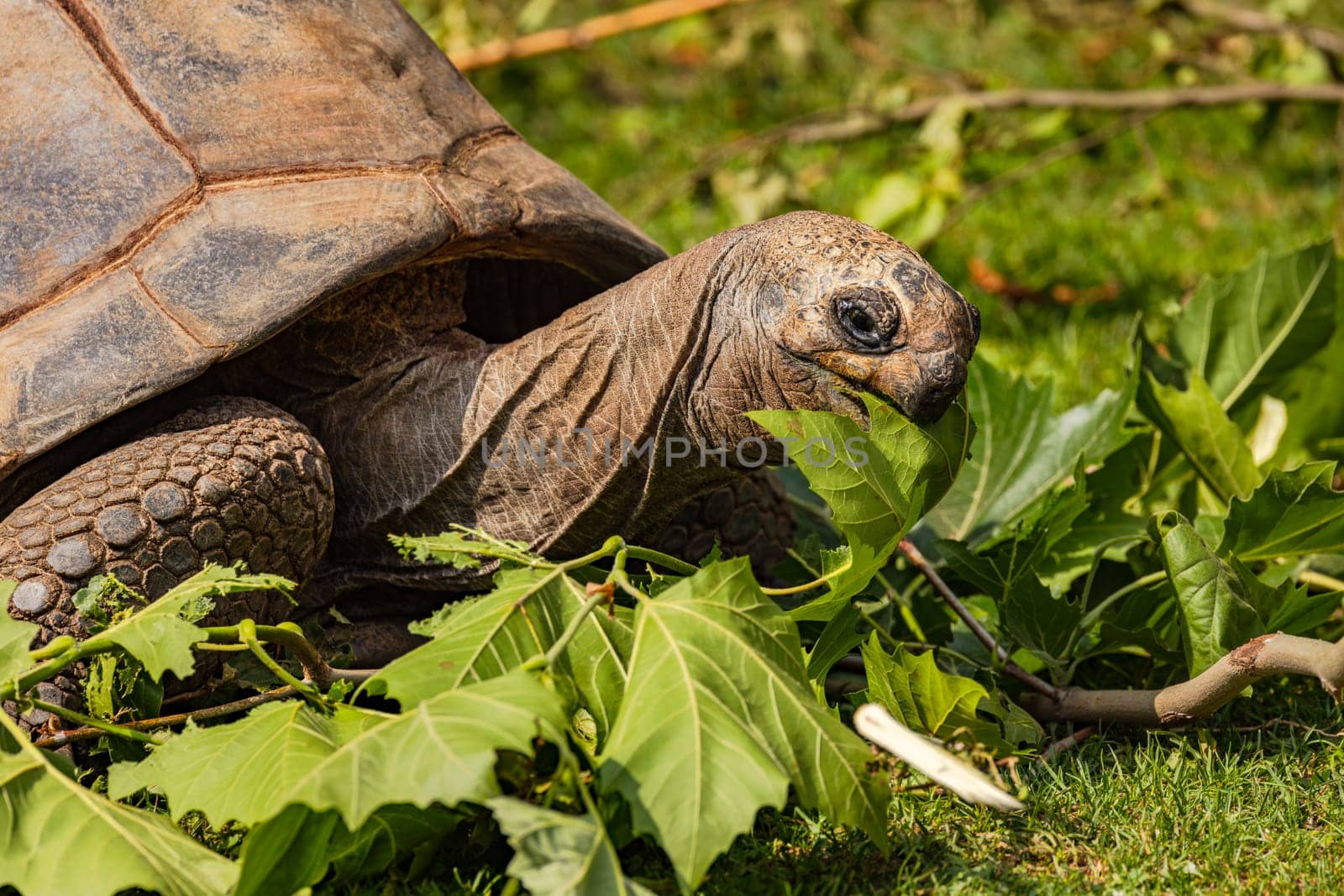 Head with mouth and neck of a giant tortoise eating leaves as food