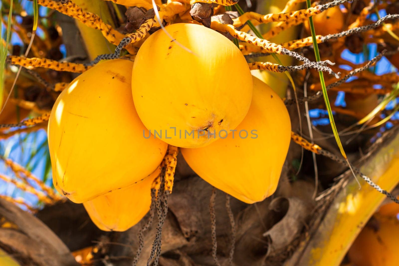 Yellow coconuts on tree by vladispas