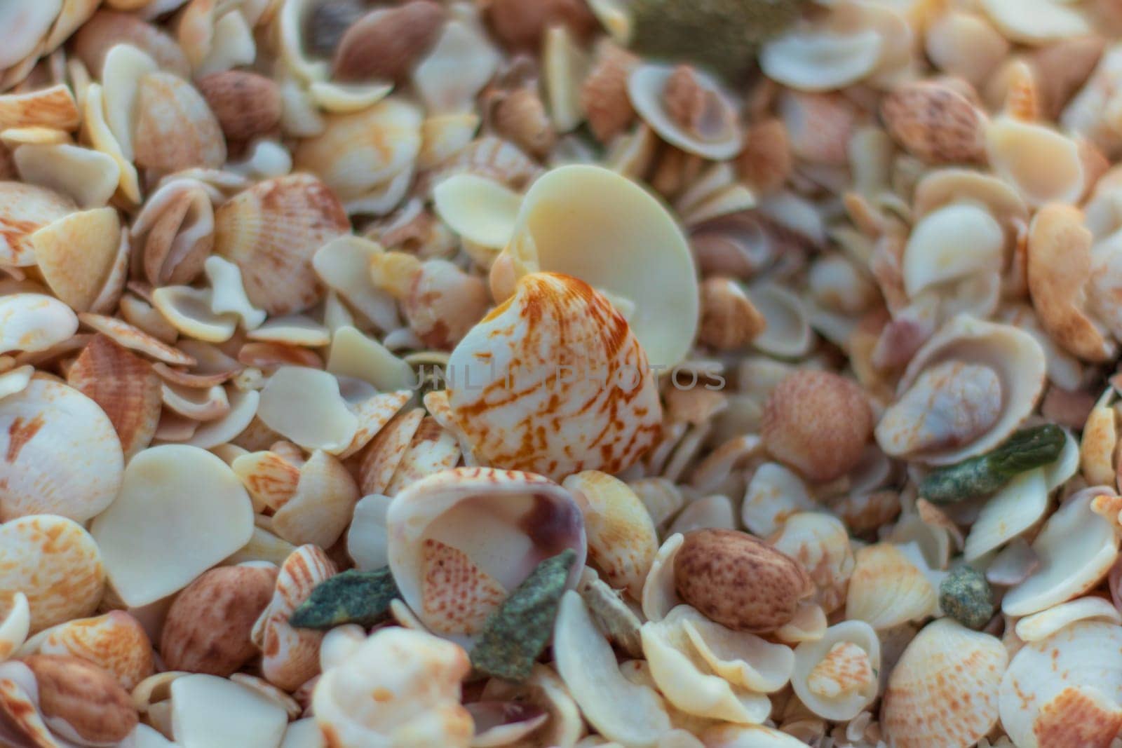 Close-up photo of a lot of shells at the beach in Saint Barthélemy by vladispas