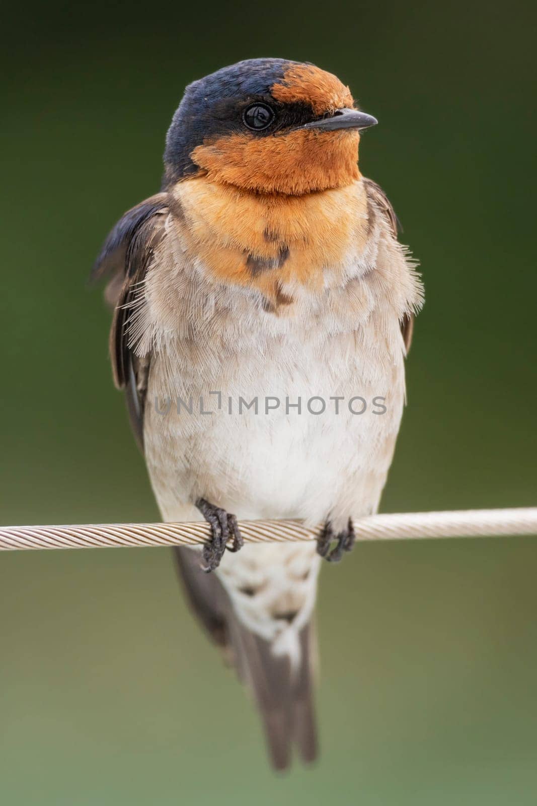 Close up portrait of a welcome swallow perched on a wire by StefanMal