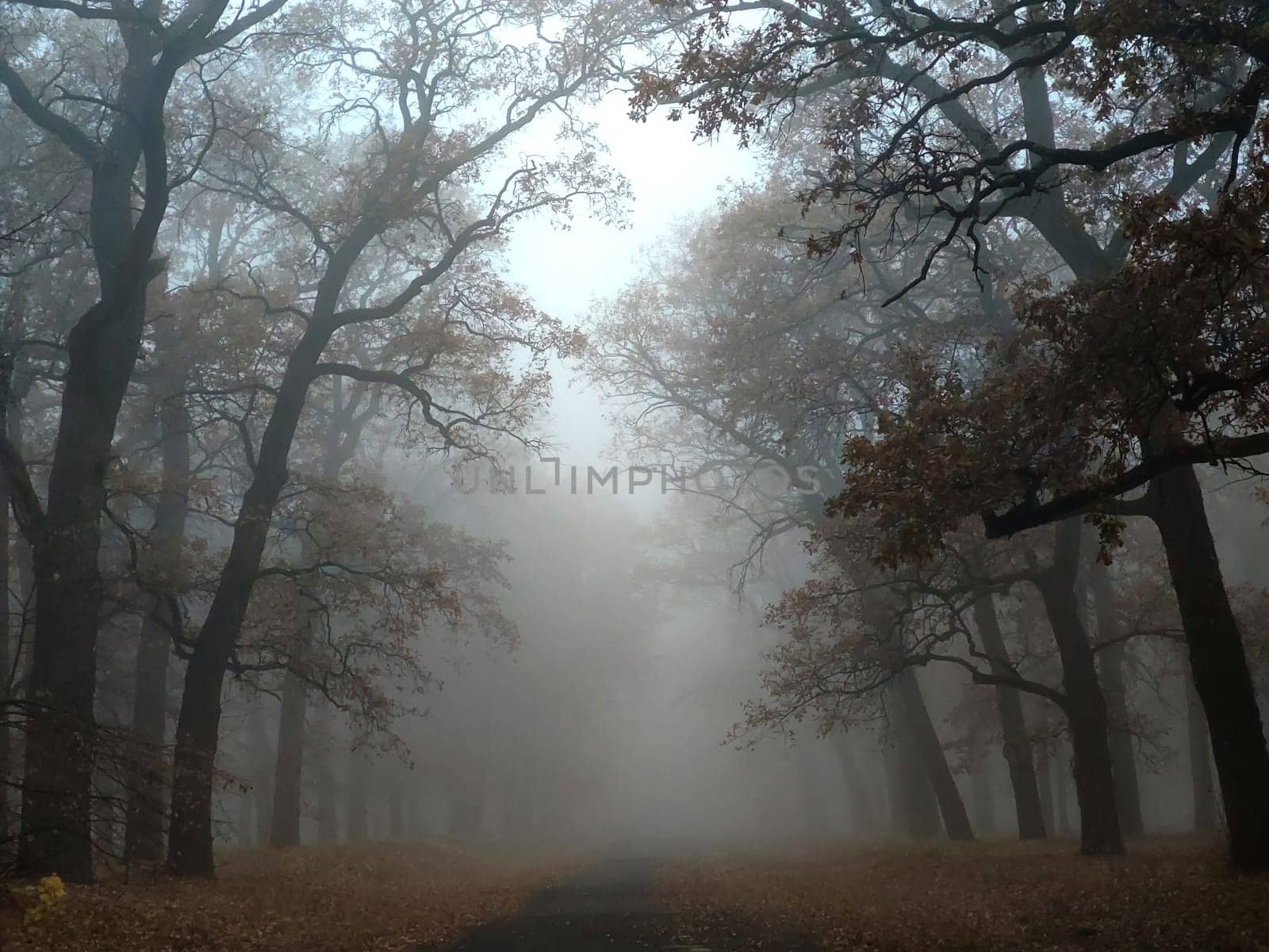 Cinematic shot of a foggy autumn day in a forest A road and trees decorated with autumn colors and covered in fog.