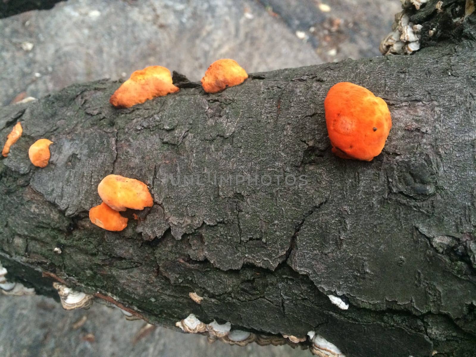 Bright Orange Fungus Growing on a Tree Trunk in New York City