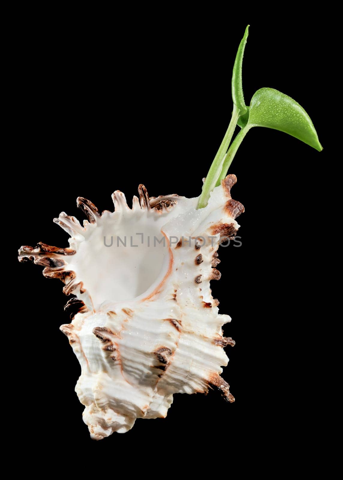 Close-up of Murex Indivia Longspine sea shell on a black background