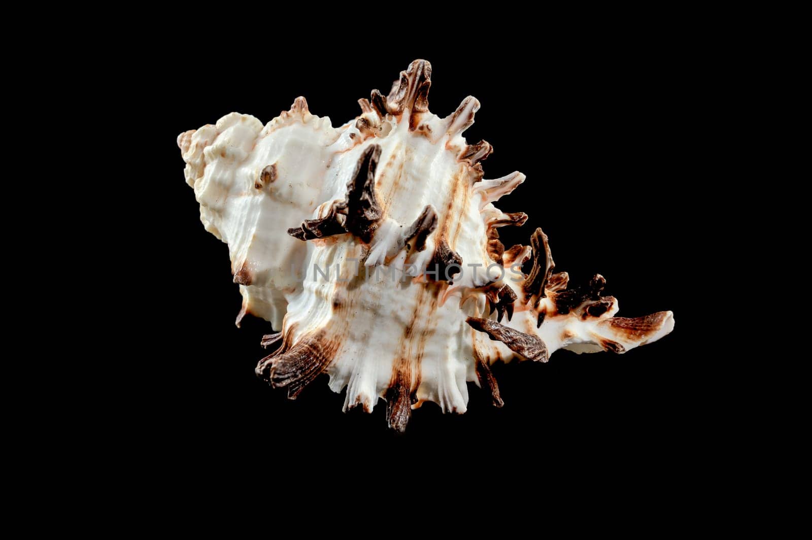 Close-up of Murex Indivia Longspine sea shell on a black background