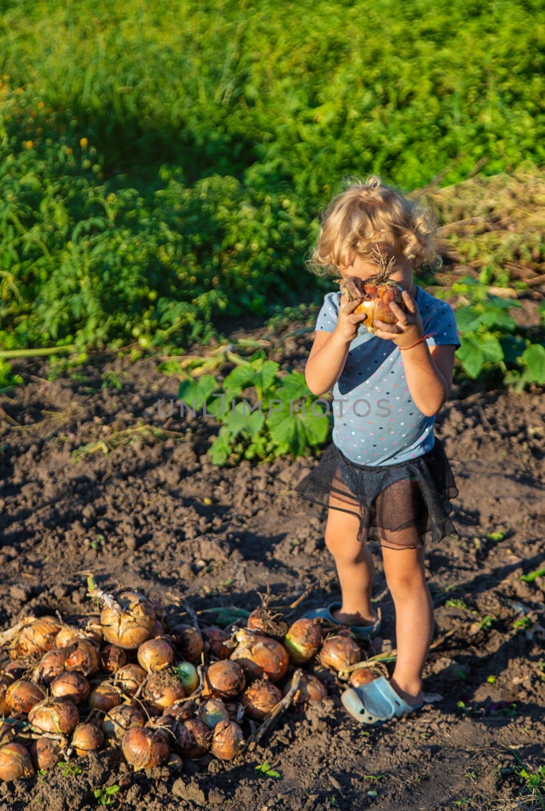 Onion harvest in the garden in the hands of a child. Selective focus. by yanadjana