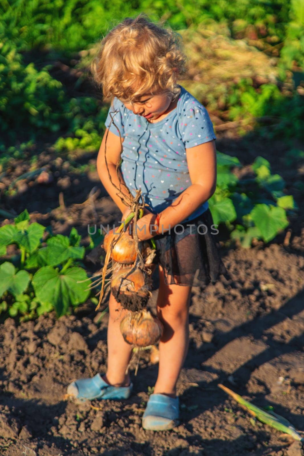 Onion harvest in the garden in the hands of a child. Selective focus. by yanadjana