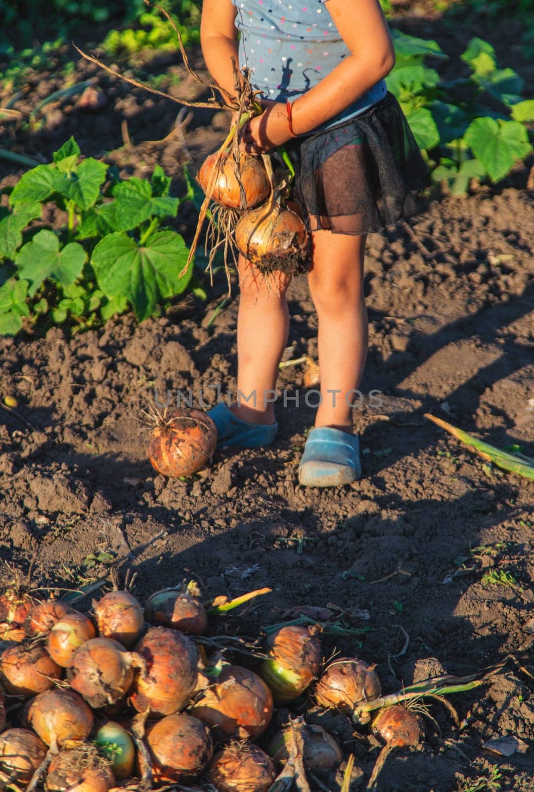 Onion harvest in the garden in the hands of a child. Selective focus. by yanadjana