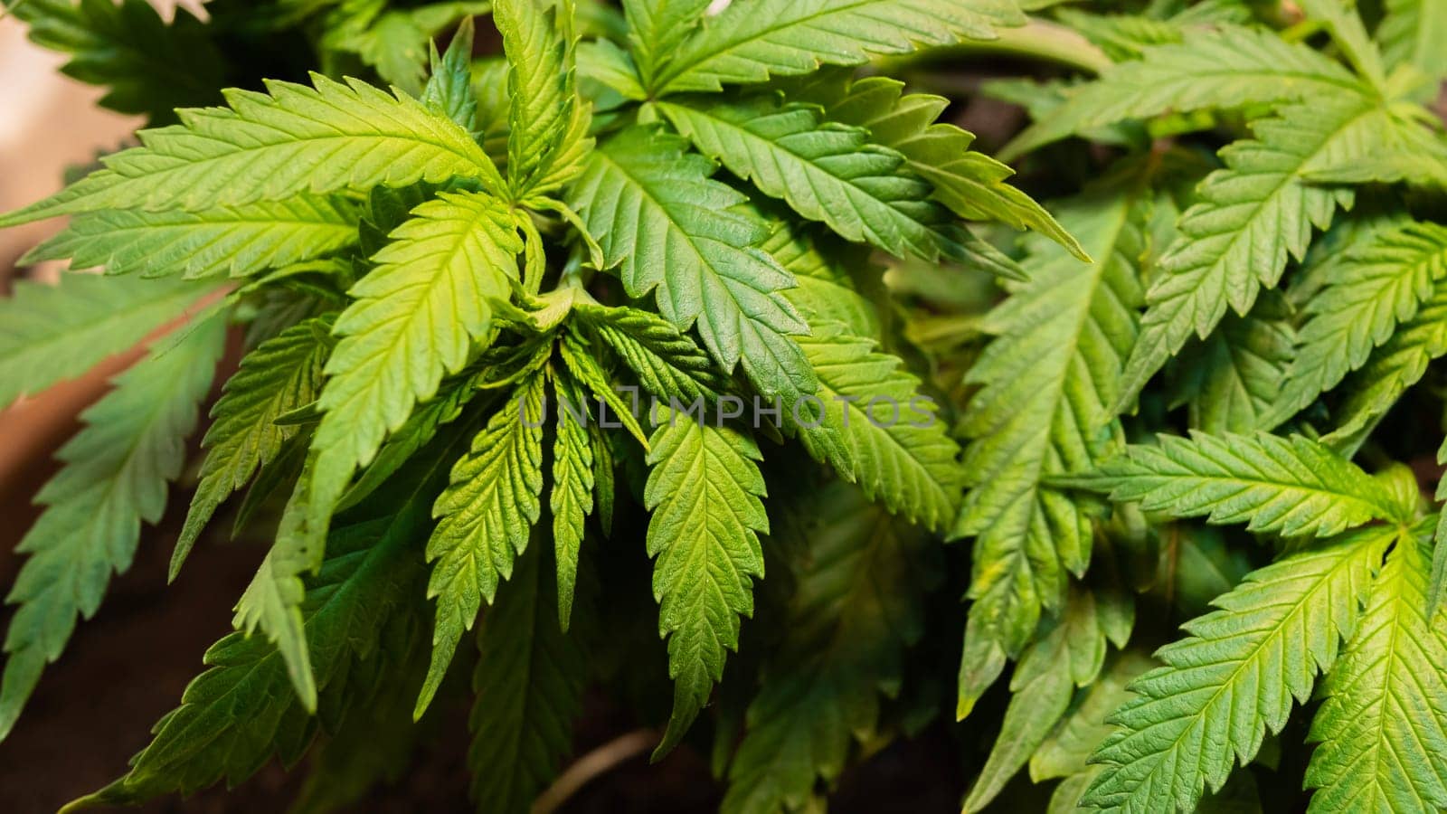 Cannabis background, weed texture, growing marijuana indoor.