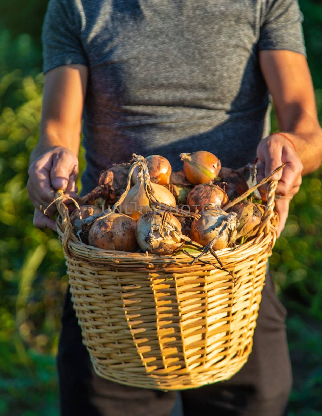 Onion harvest in the garden in the hands of a farmer. Selective focus. by yanadjana