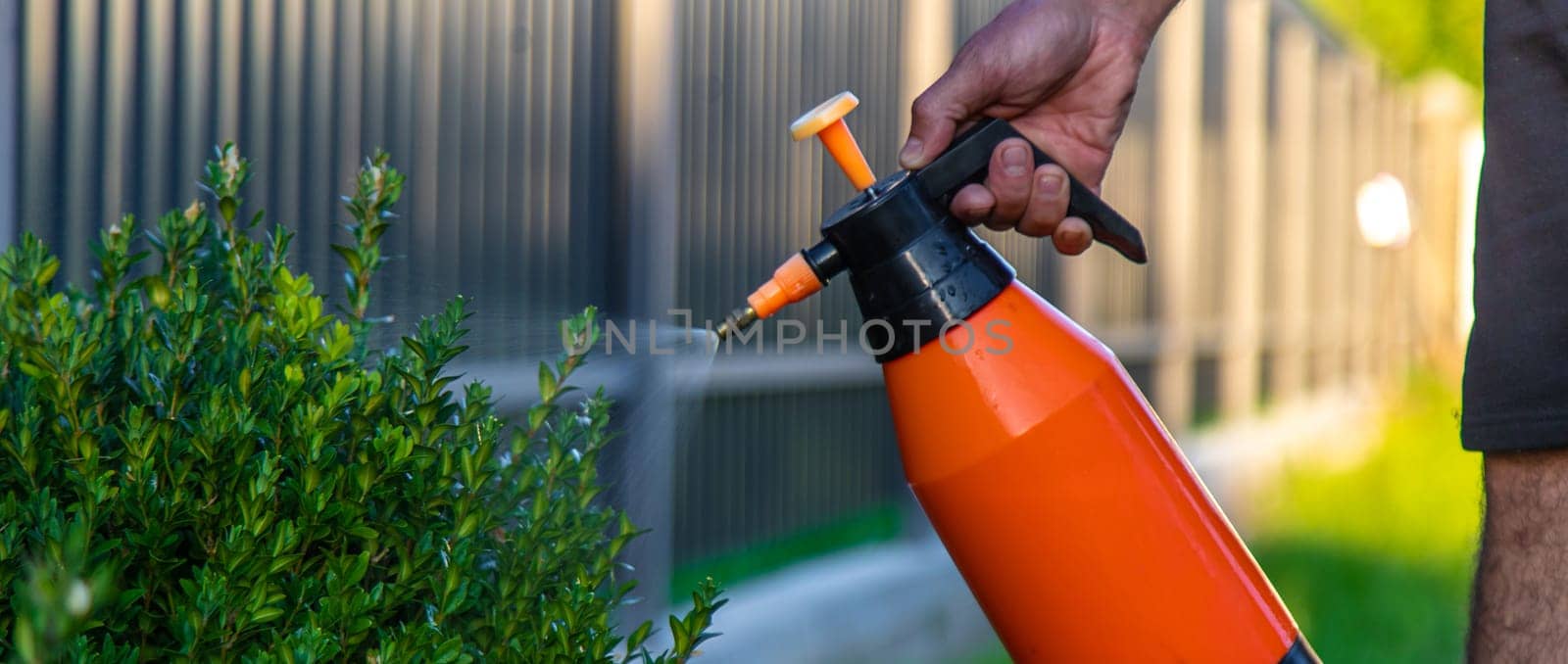 A man gardener processes boxwood bushes. Selective focus. Nature.