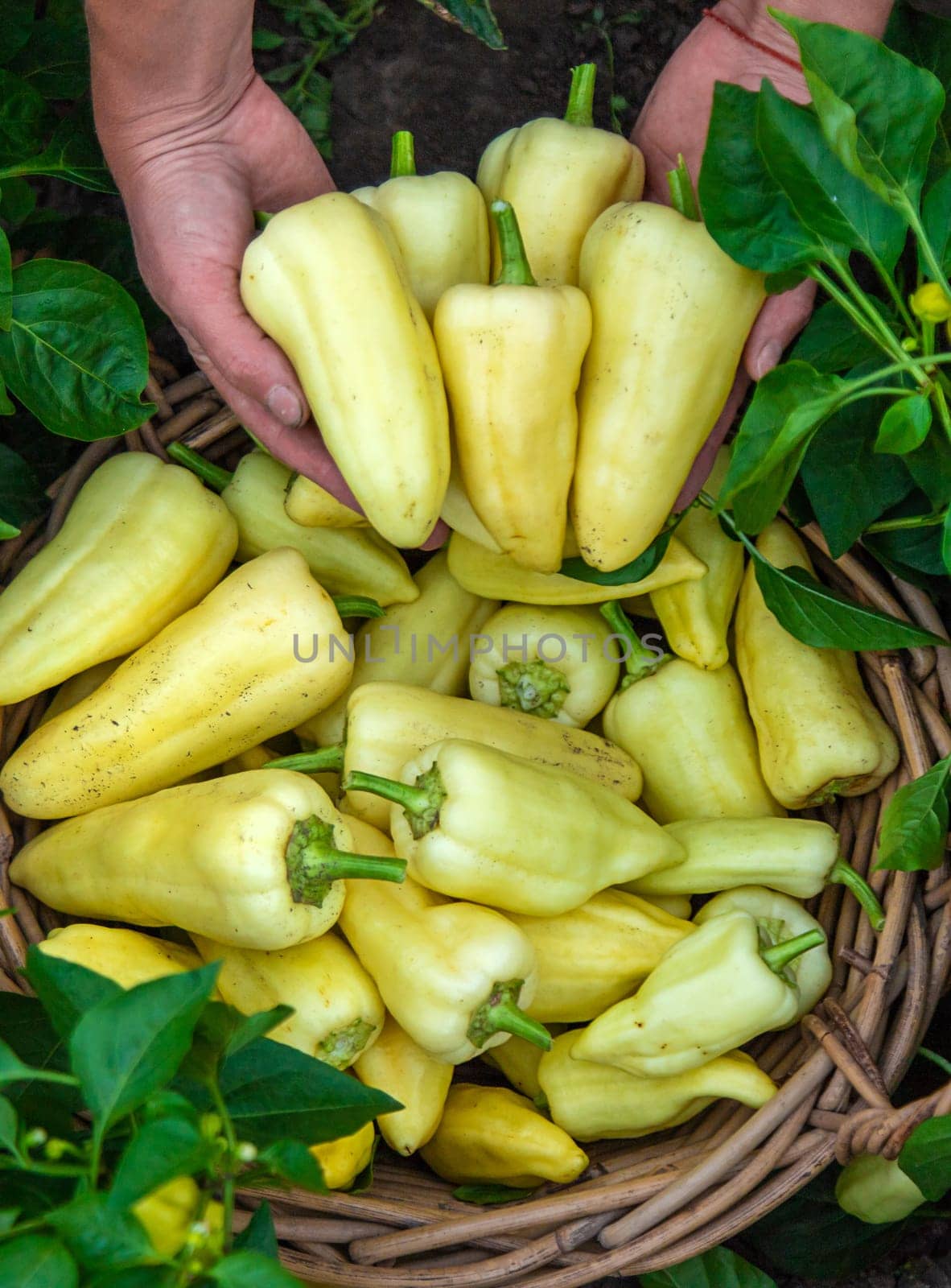 Harvest of yellow pepper in hands in the garden. Selective focus. by yanadjana