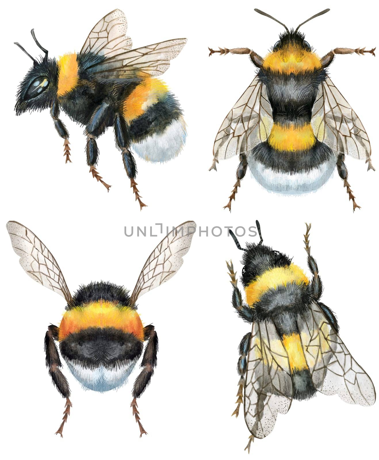 Set of earth bumblebees. Insect for t-shirt graphics. Watercolor bumblebee illustration