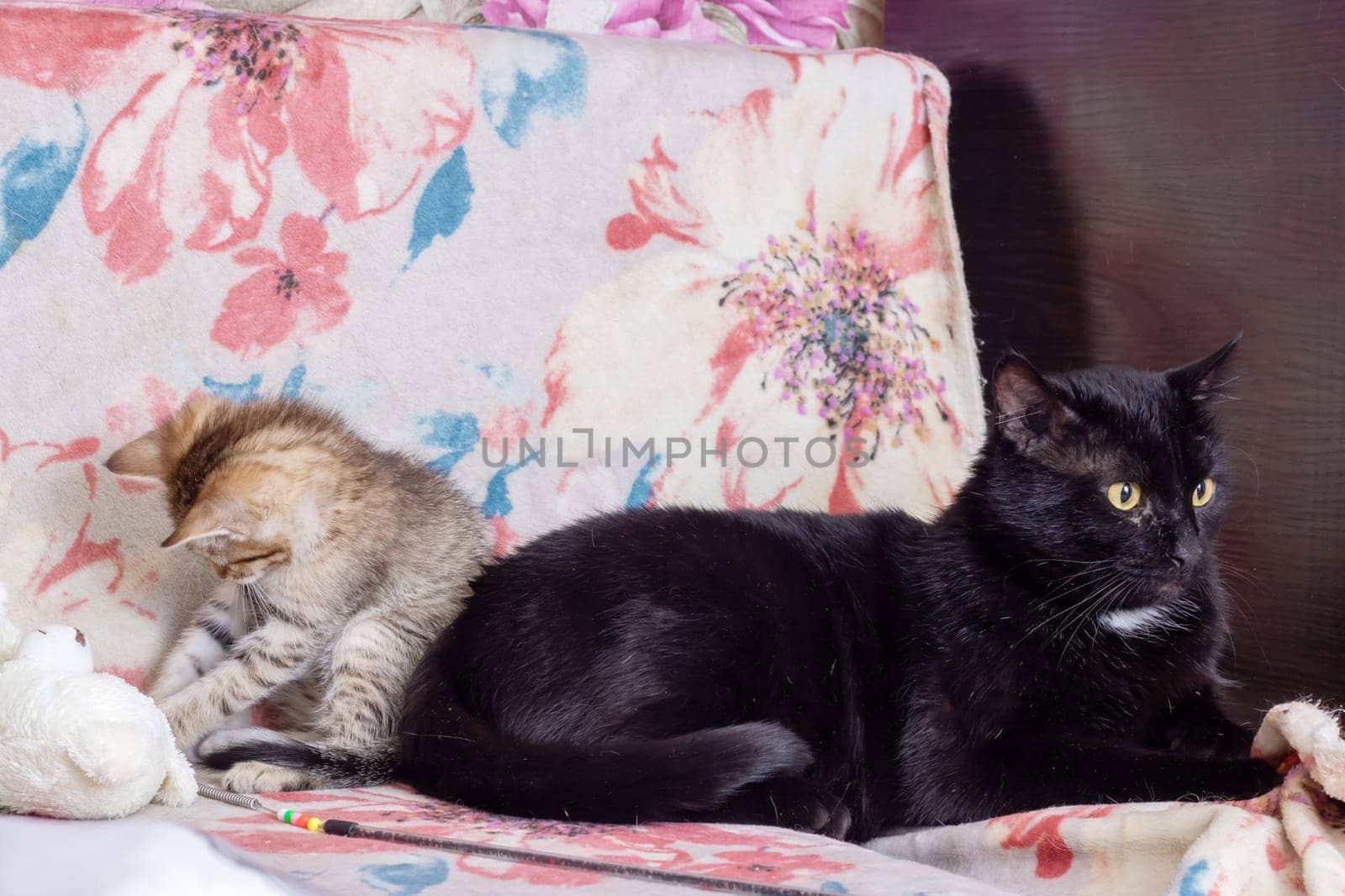 Black Big Cat and Little Kitten closeup by Vera1703