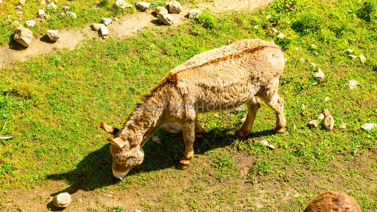 Donkey eating grass by vladispas