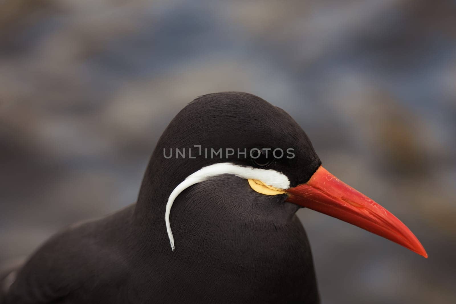 This image captures the unique appearance of an Inca Tern, showcasing its glossy black feathers, vibrant red beak, and characteristic white facial plumes.