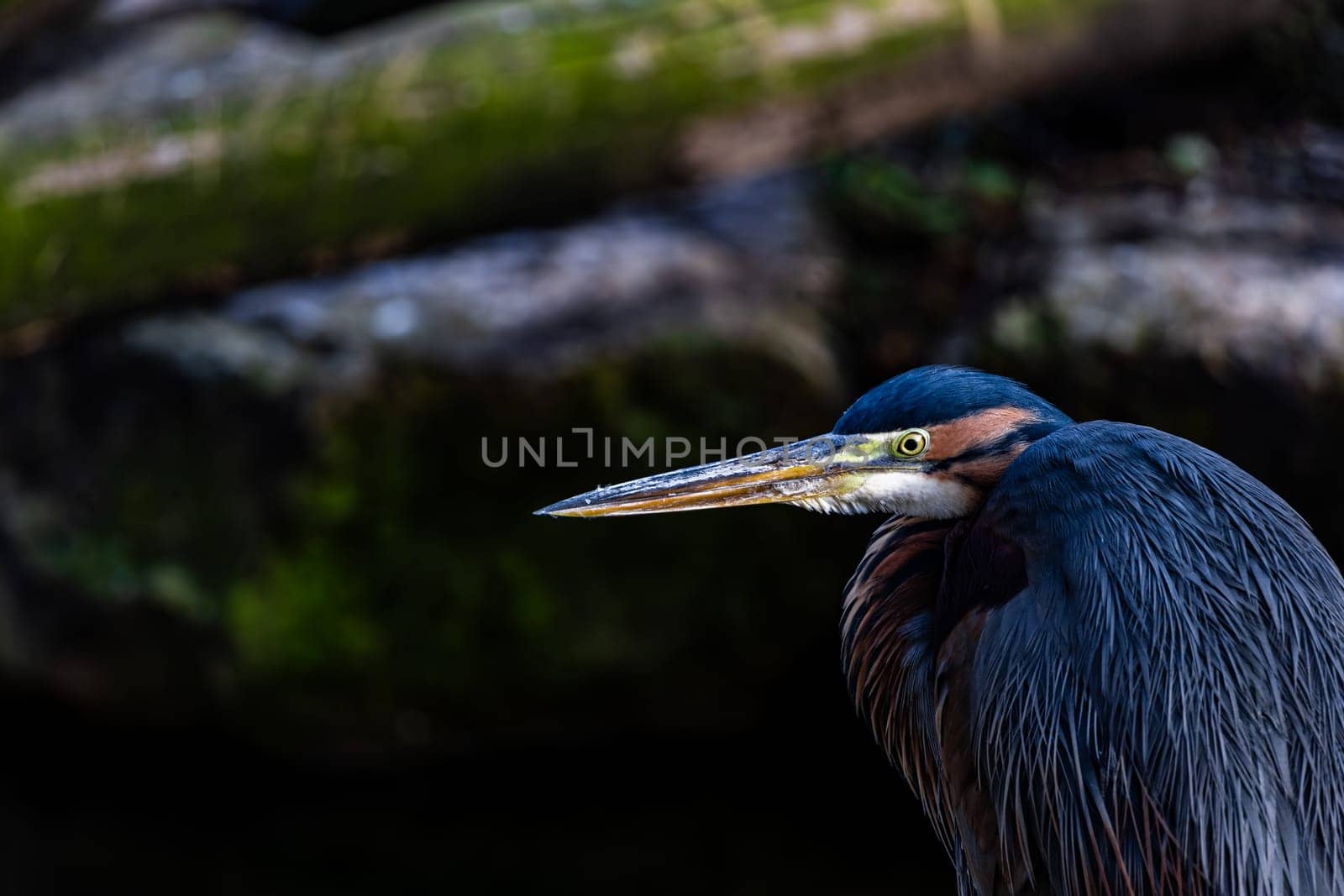 A majestic heron stands upon a rocky outcrop, its long beak and yellow eyes reflecting the beauty of nature in this stunning outdoor scene