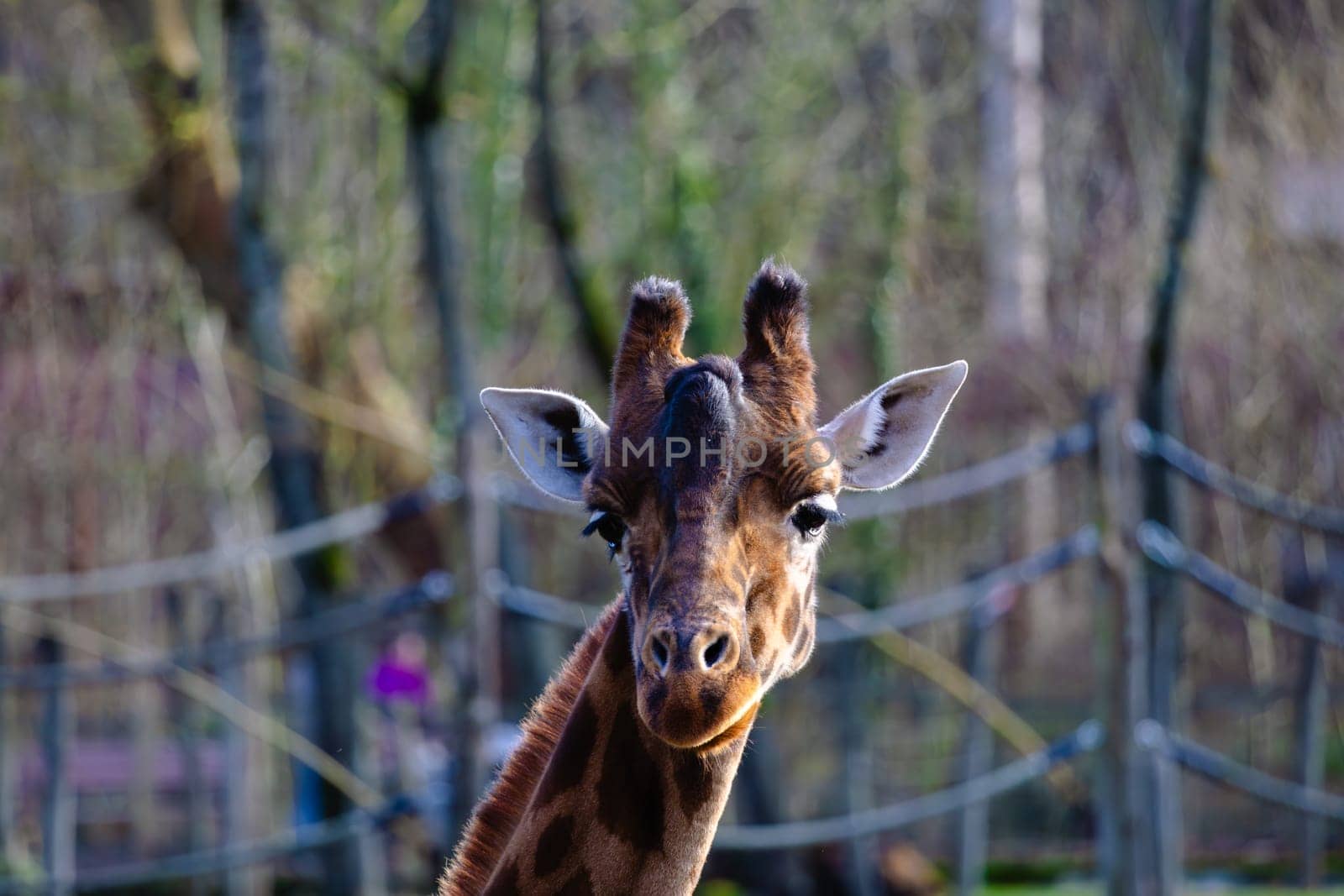 A giraffe looking at the camera by exndiver