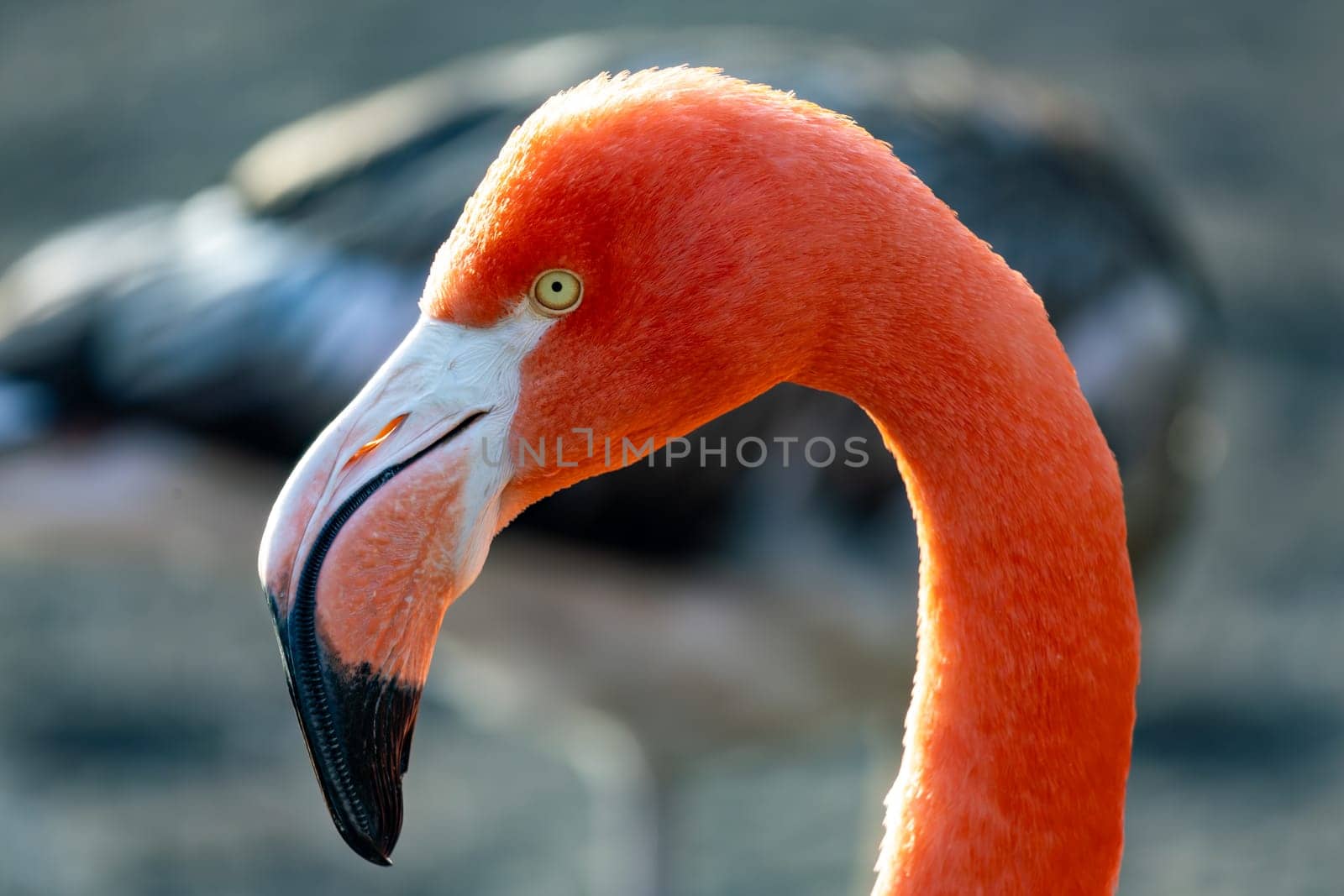 Close up portrait of pink flamingo. Pink flamingo beauty birds