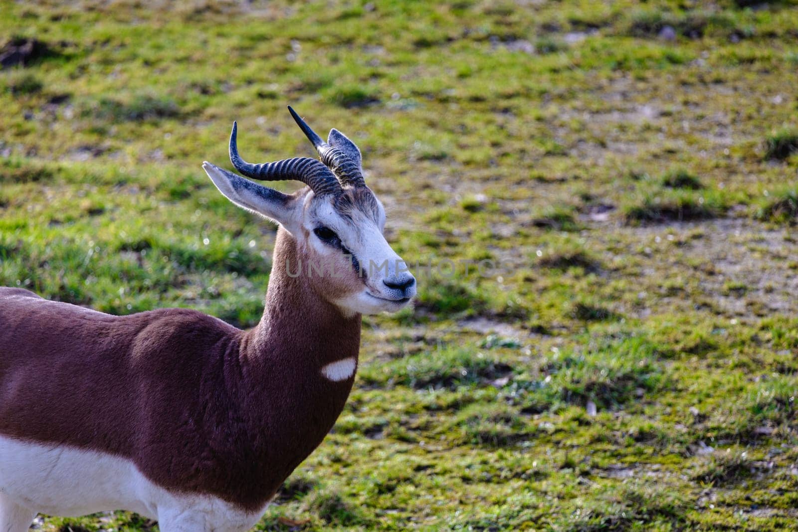 A majestic antelope stands tall in a grassy field, its impressive horns glistening in the sunlight, showcasing the beauty of nature and the power of the animal kingdom