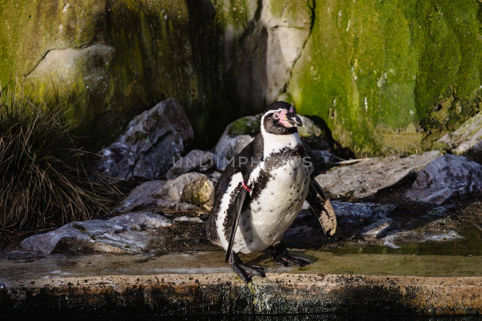 Humboldt Penguin Standing by a Rocky Pool With Algae-Covered Background by exndiver