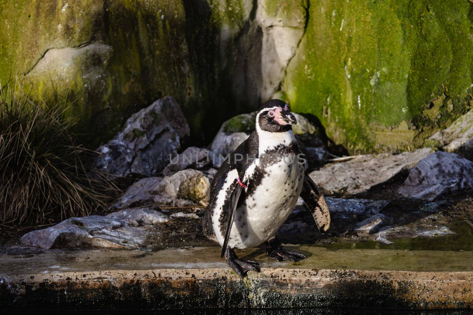 A solitary Humboldt penguin appears to be enjoying the sunlight while perched on jagged rocks near a pool of water, with green algae highlighting the background.